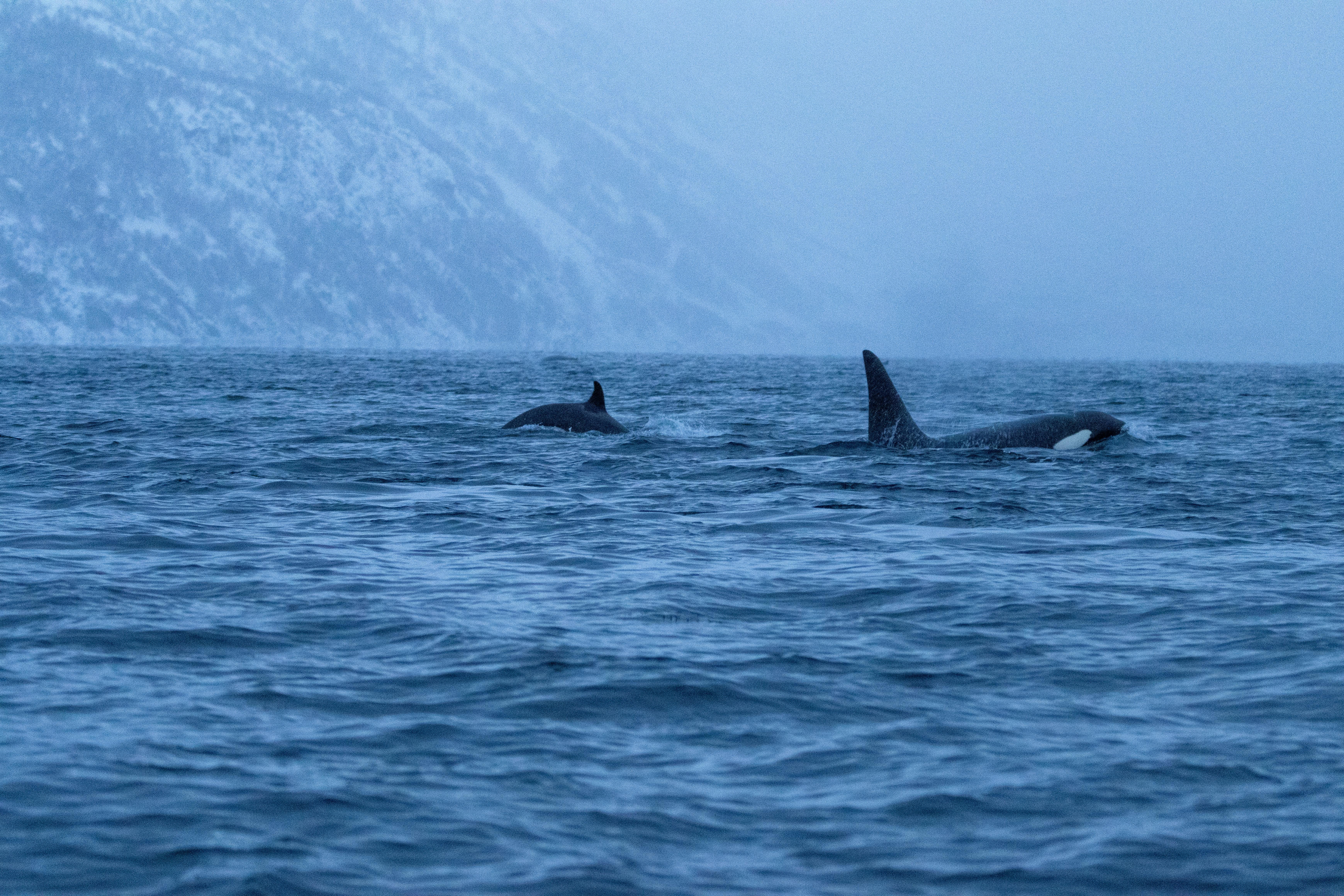 family hiking, scenic overlook, less traveled path, mountain vista, kids with backpacks, authentic travel