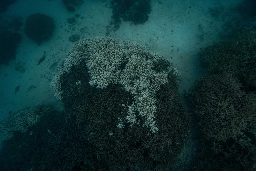 toddler, playing in calm water, shallow lagoon, Hawaiian beach, parent watching, safe, sunny day
