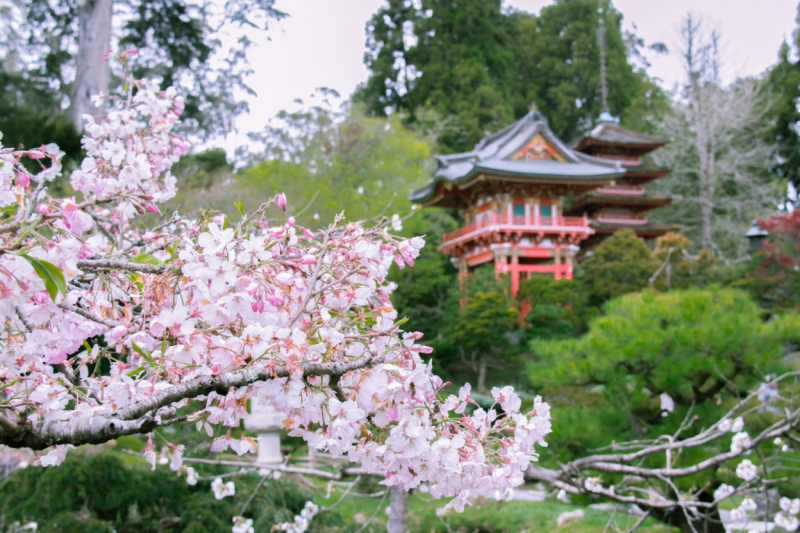 San Francisco Cherry Blossoms: A Local's Guide to the Blooms