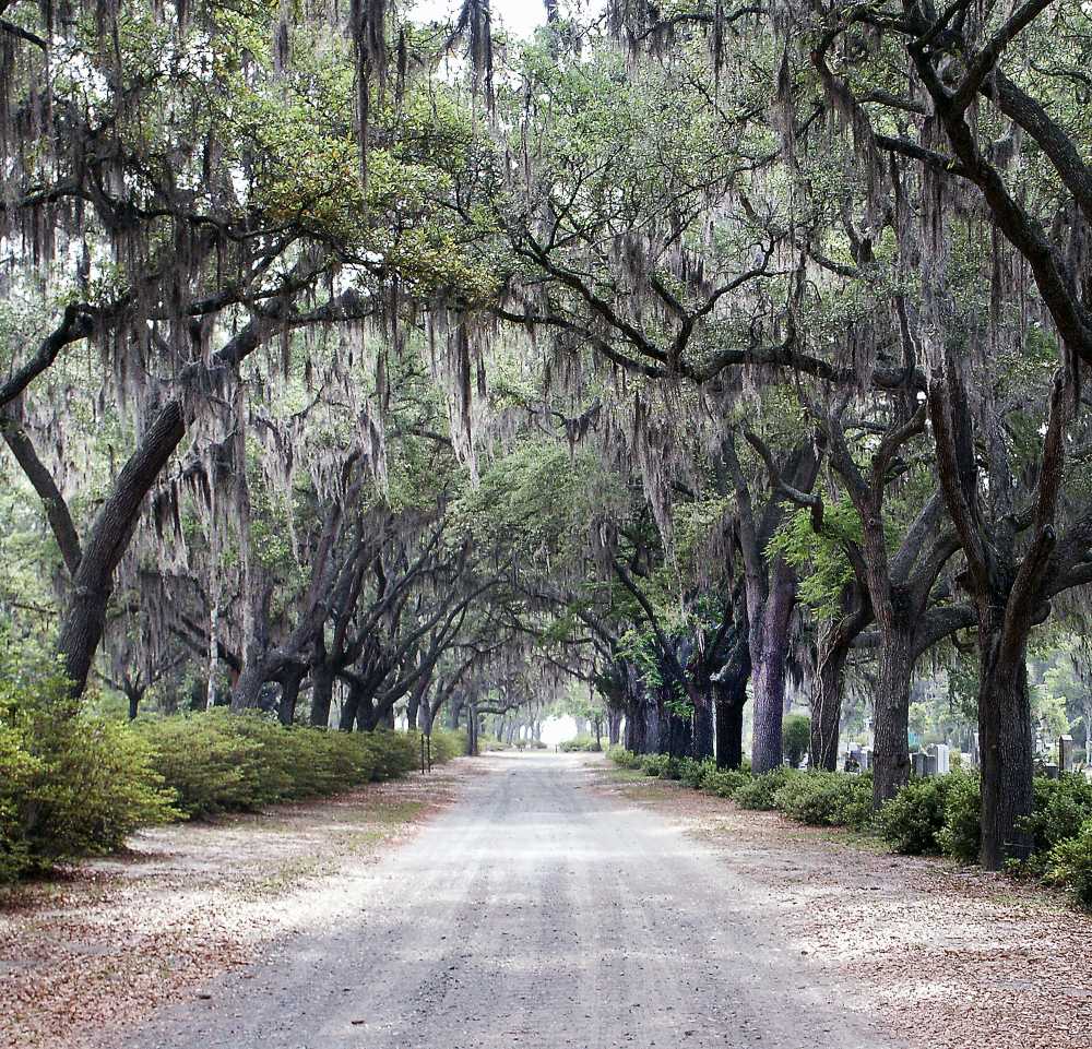 Savannah Georgia, Forsyth Park, spanish moss, historic square, southern charm, peaceful}