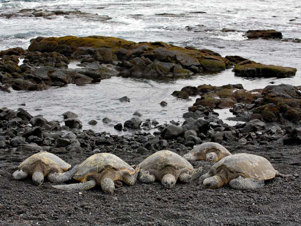 teenager, surf lesson, Waikiki, instructor, beginner surfboard, small waves, smiling, active