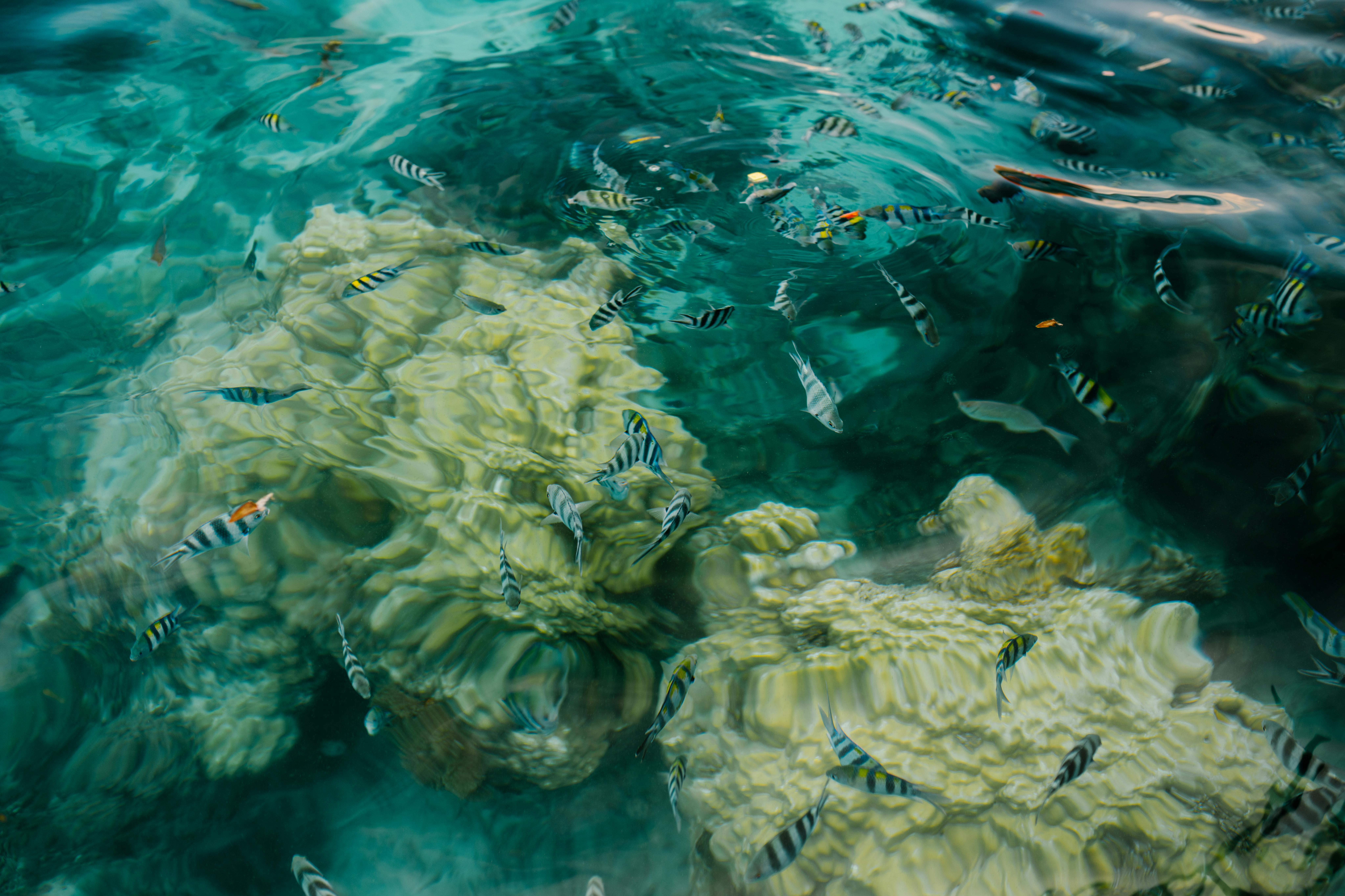 reef-safe sunscreen, harmful chemicals, oxybenzone, octinoxate, mineral ingredients, zinc oxide, coral bleaching, ocean conservation