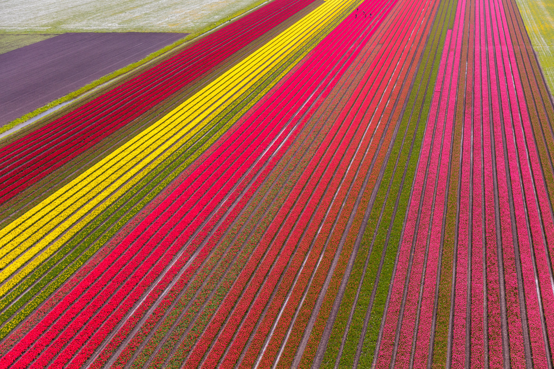 Netherlands Travel Guide: Amsterdam, Canals, and Beyond
